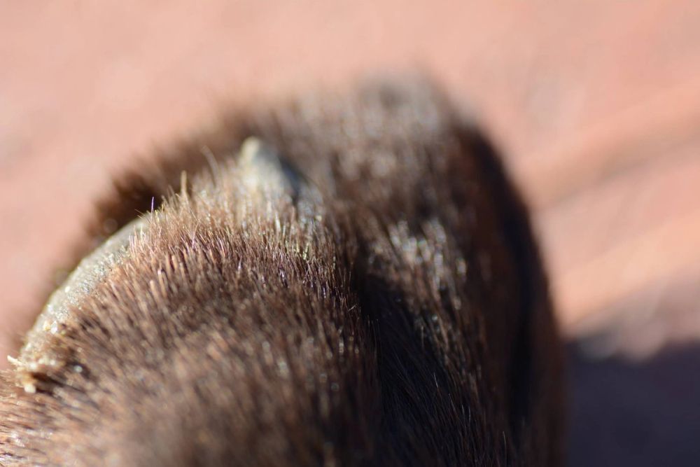 Fotografia Macro 2018