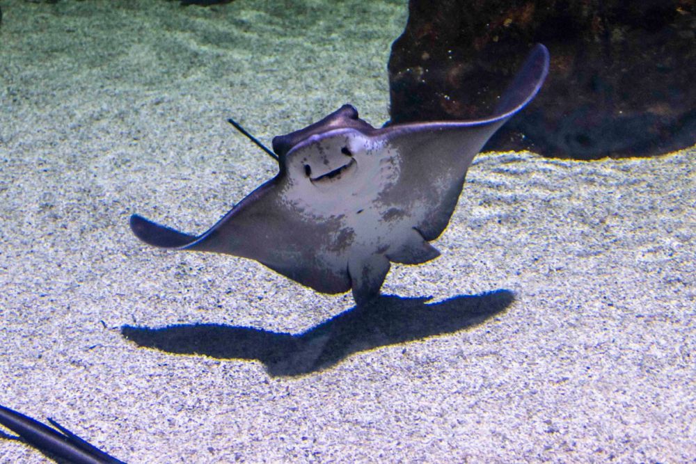 Zoo 29-07-2026