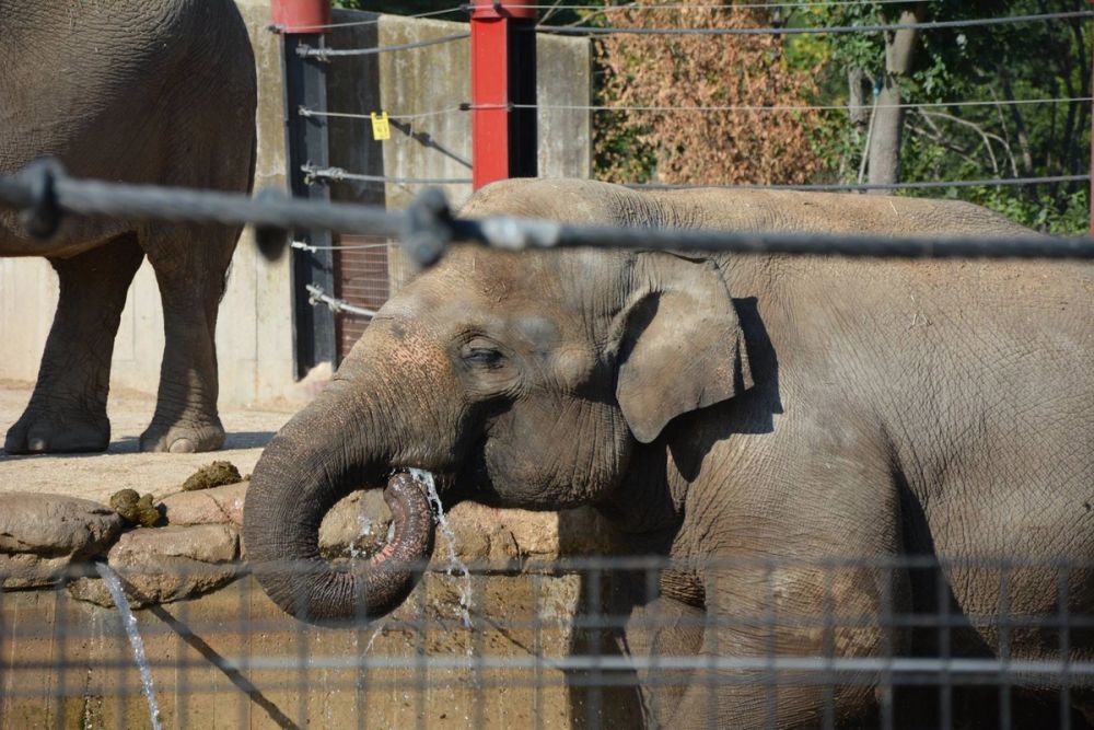 zoo 07-07-2018