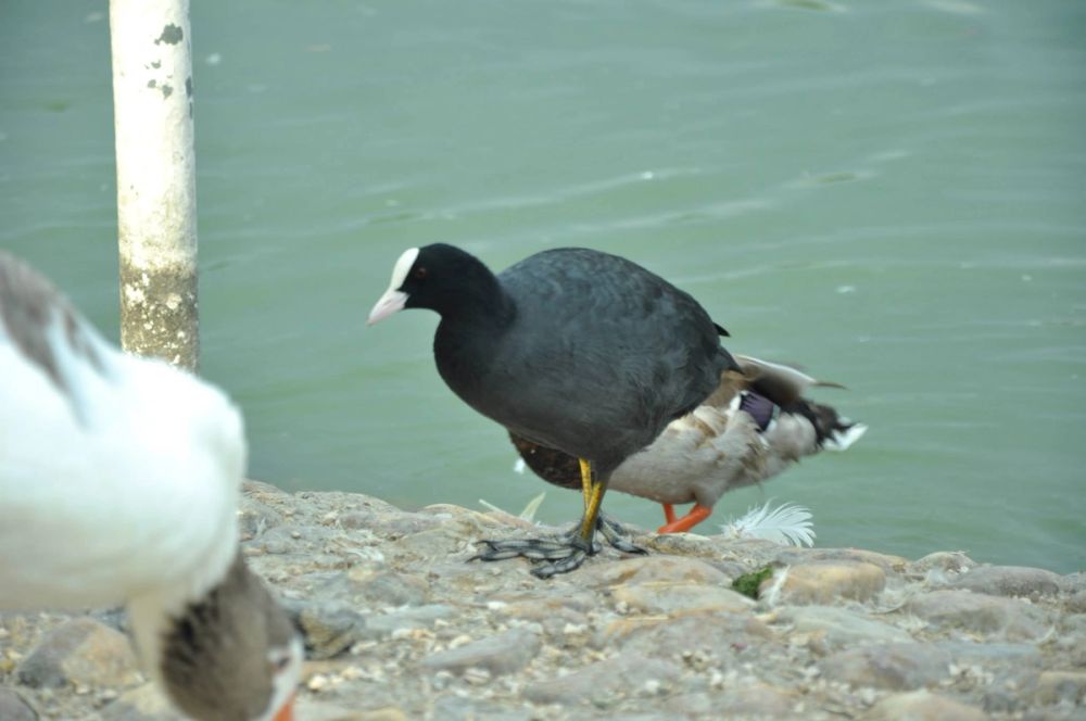 Ocas y patos en parque polvoranca (Leganes) 30-08-2014