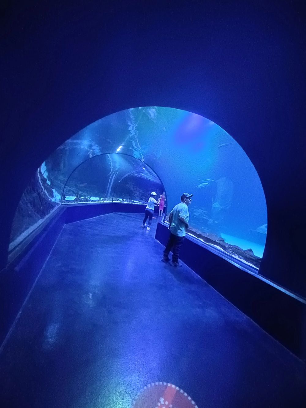 Atlantus aquarium Xanadu 05-08-2023