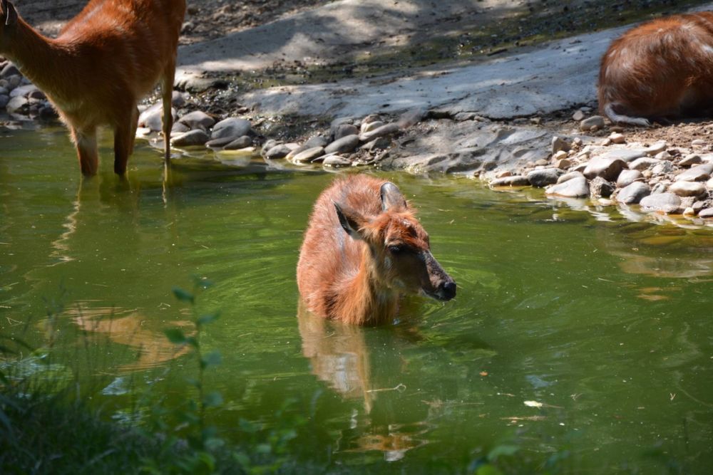 zoo 07-07-2018