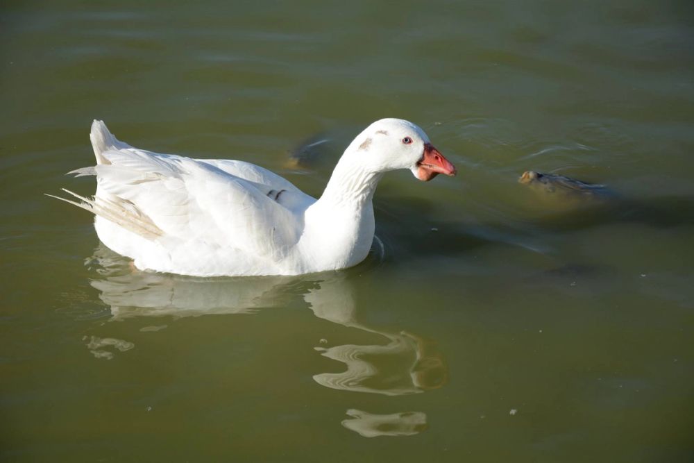 Ocas, patos y carpas en parque polvoranca (Leganes) 18-03-2017