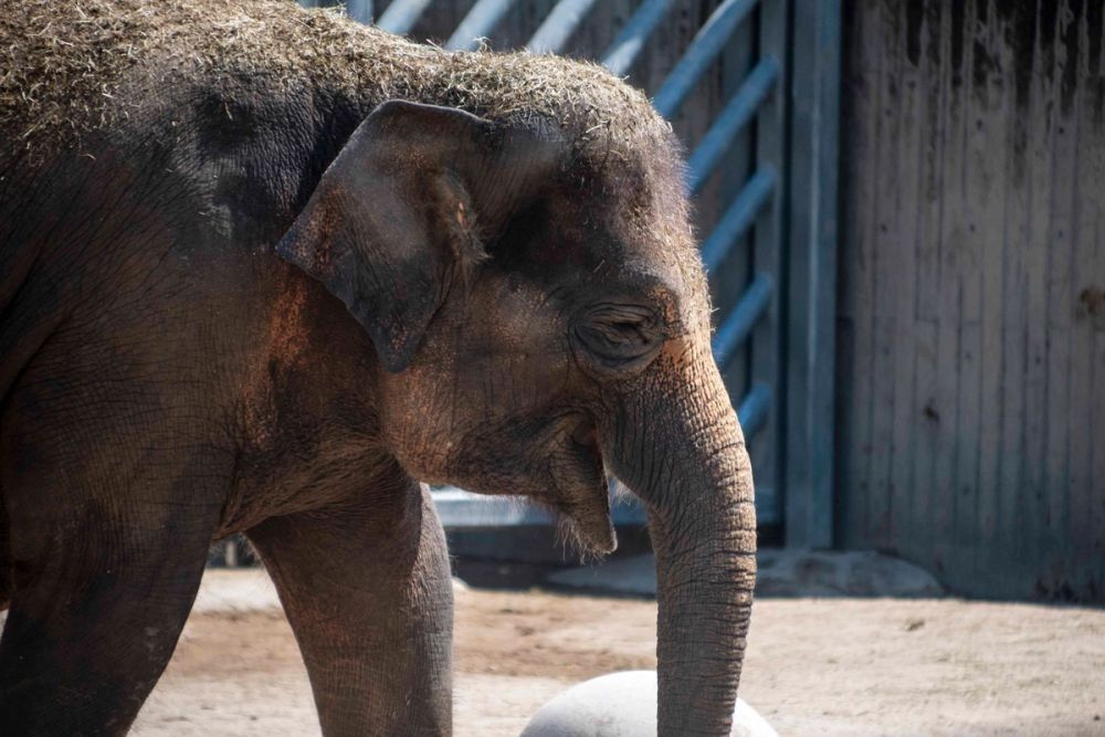 Zoo 29-07-2026
