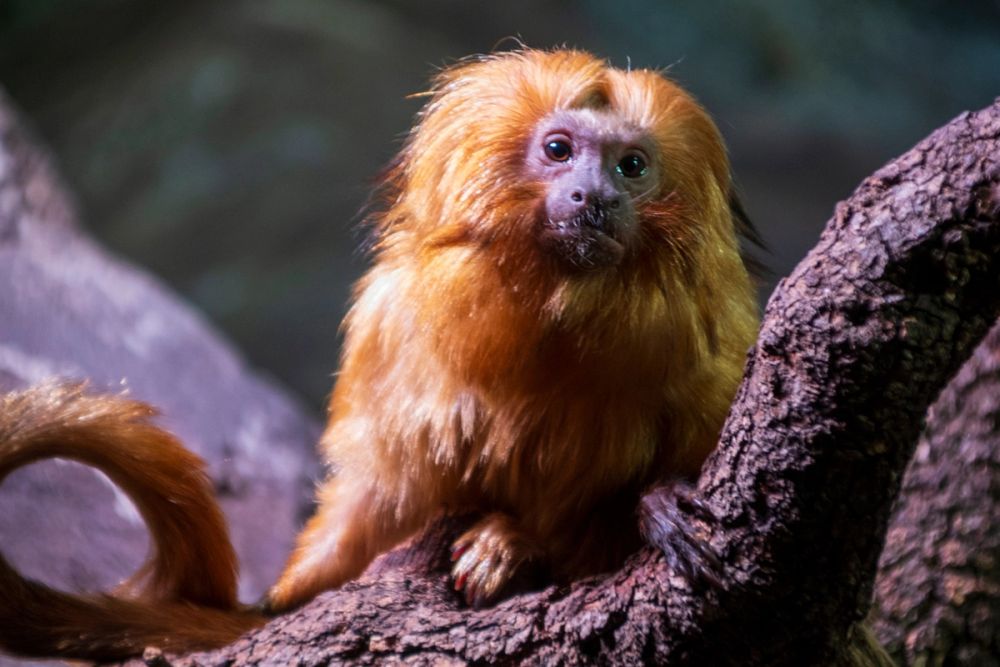 Faunia 03-08-2024