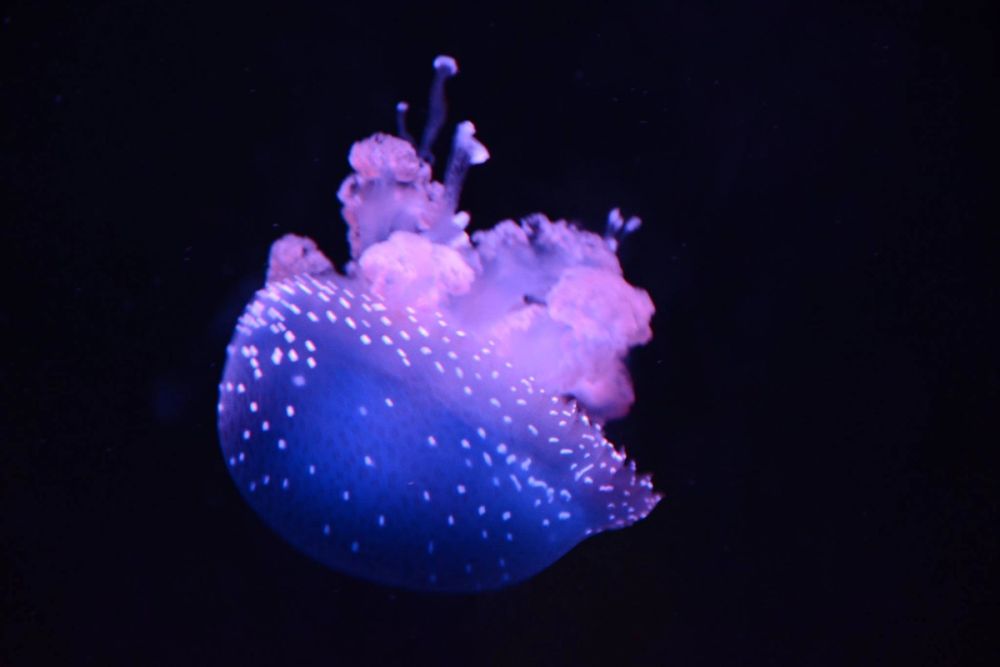 zoo 07-07-2018