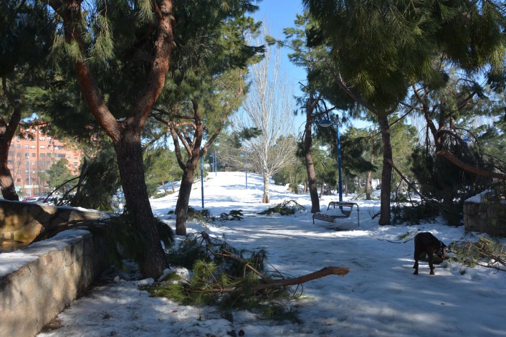 Conan en la nieve (leganes) 2021