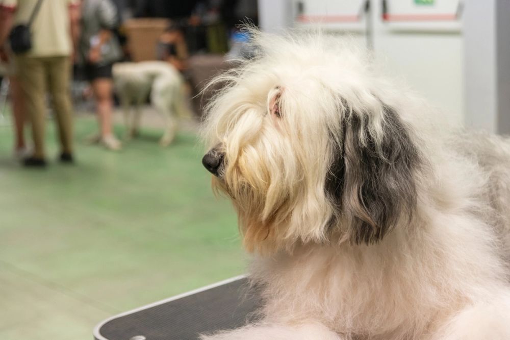 Exposicion canina (ciudad real) 02-06-2024