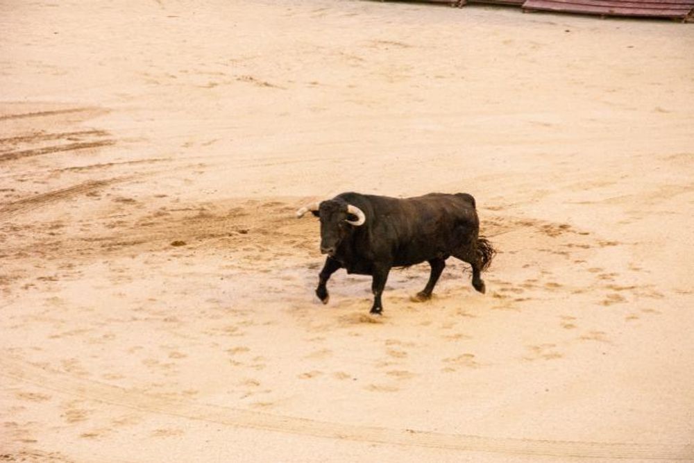 Toros en Colmenar Viejo 22-08-2019