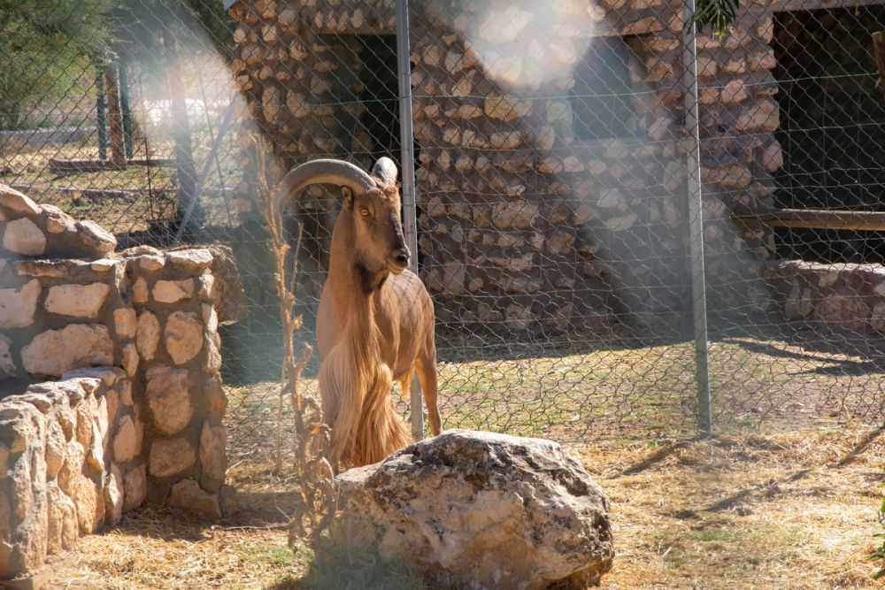 Zoo de Lillo 03-09-2022