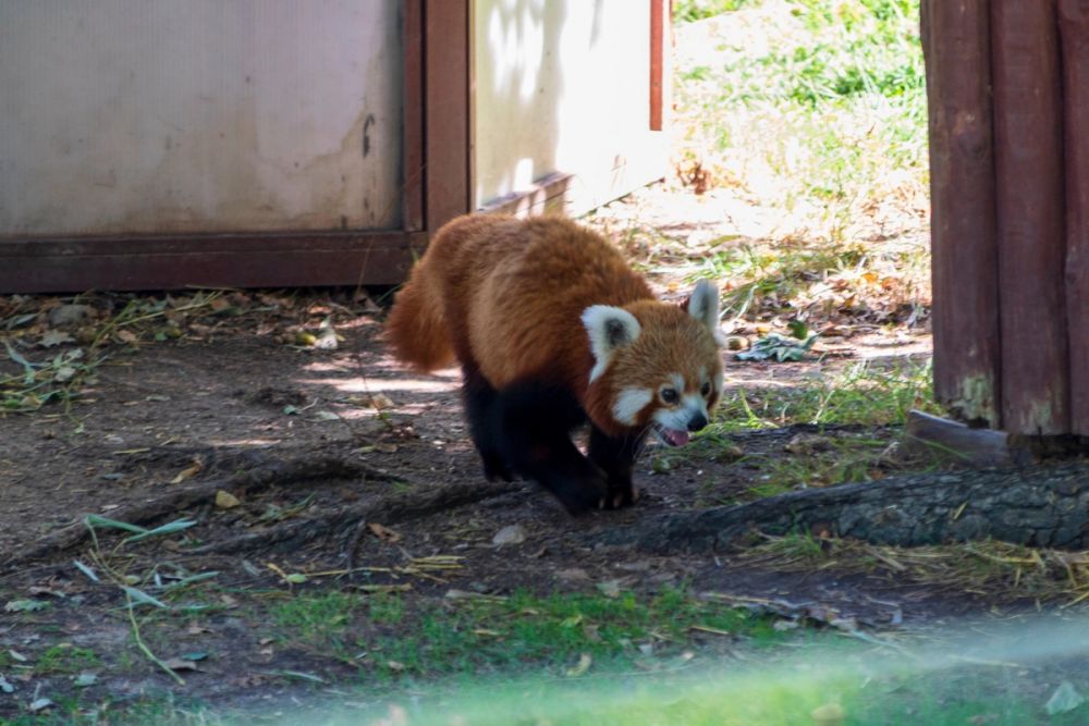 Zoo 17-08-2024
