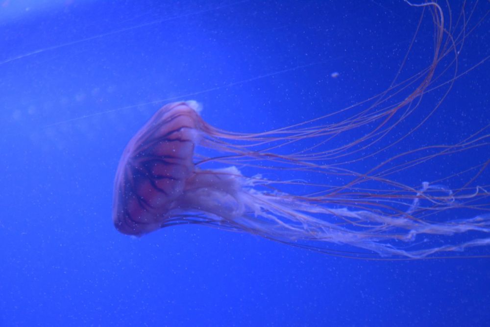 Oceanografic 2022