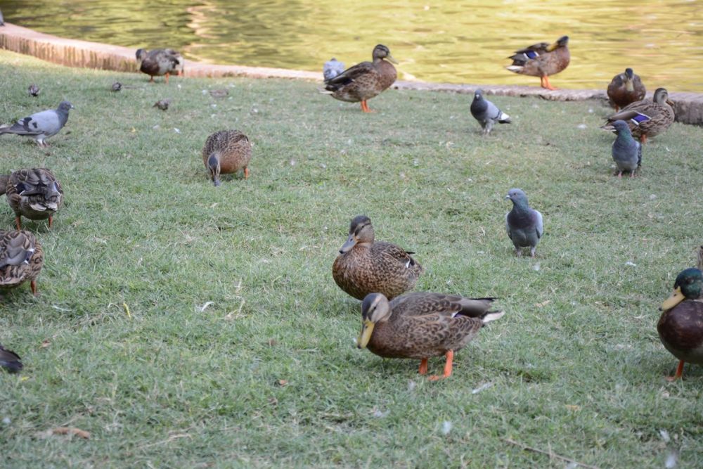 Parque del Retiro (Madrid) 18-08-2017