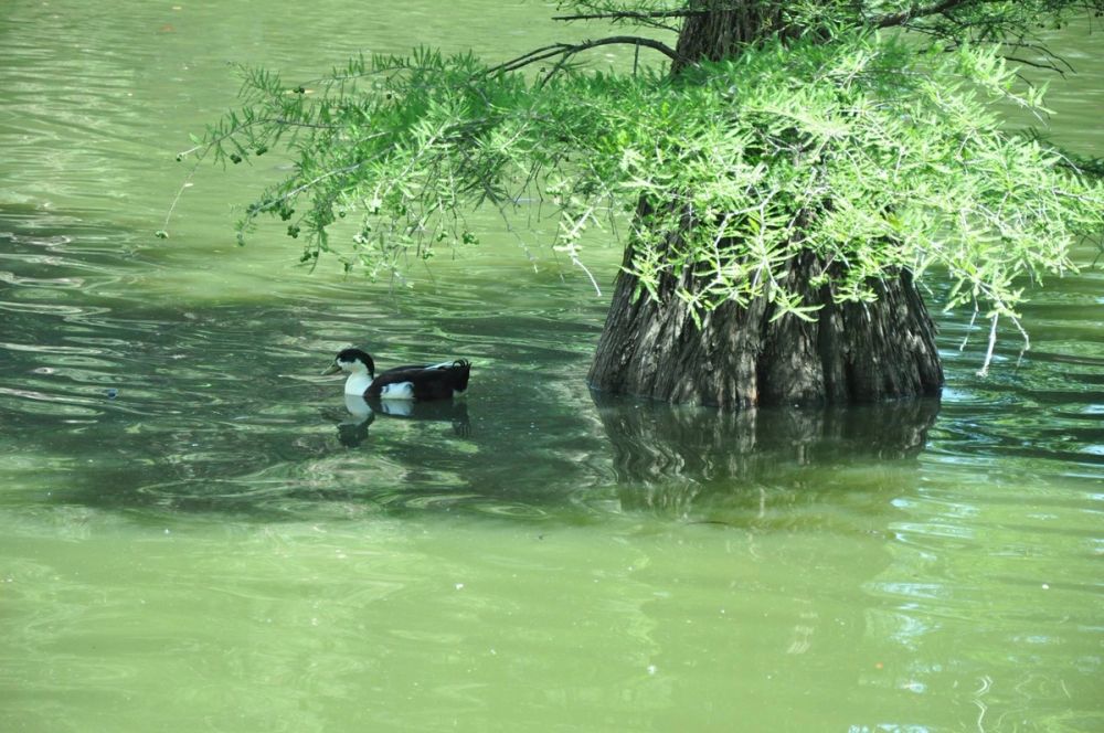 Parque del Retiro (Madrid) 30-05-2015