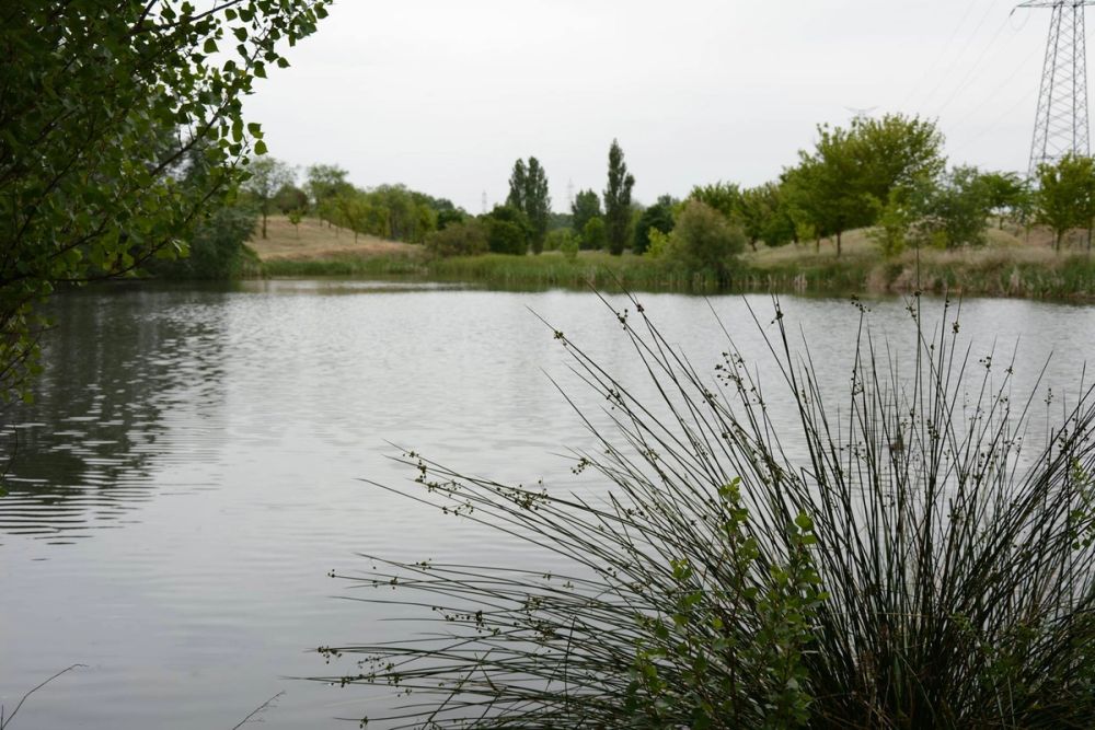 Naturaleza Parque polvoranca (Leganes) 10-06-2019