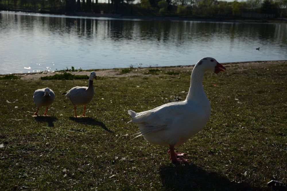 Ocas, patos y carpas en parque polvoranca (Leganes) 18-03-2017
