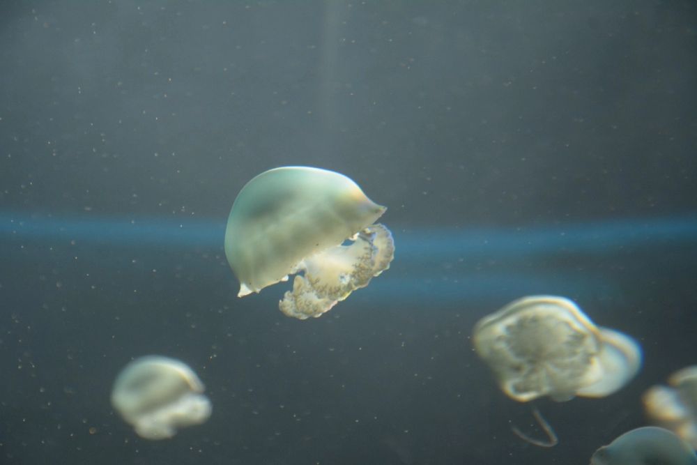 Oceanografic 2022
