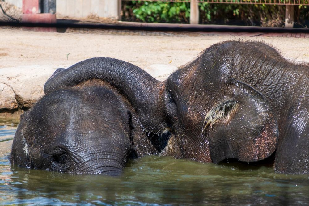 Zoo 17-08-2024