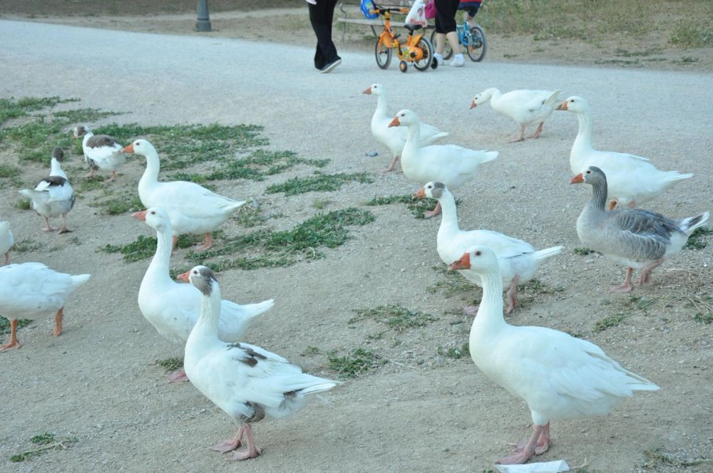 Ocas y patos en parque polvoranca (Leganes) 28-05-2015
