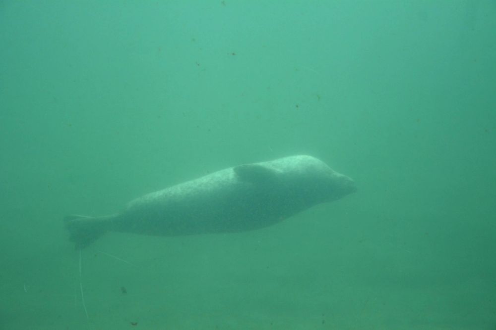 Oceanografic 2022