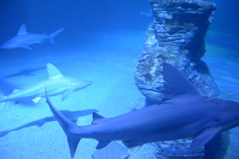 Oceanografic 2022