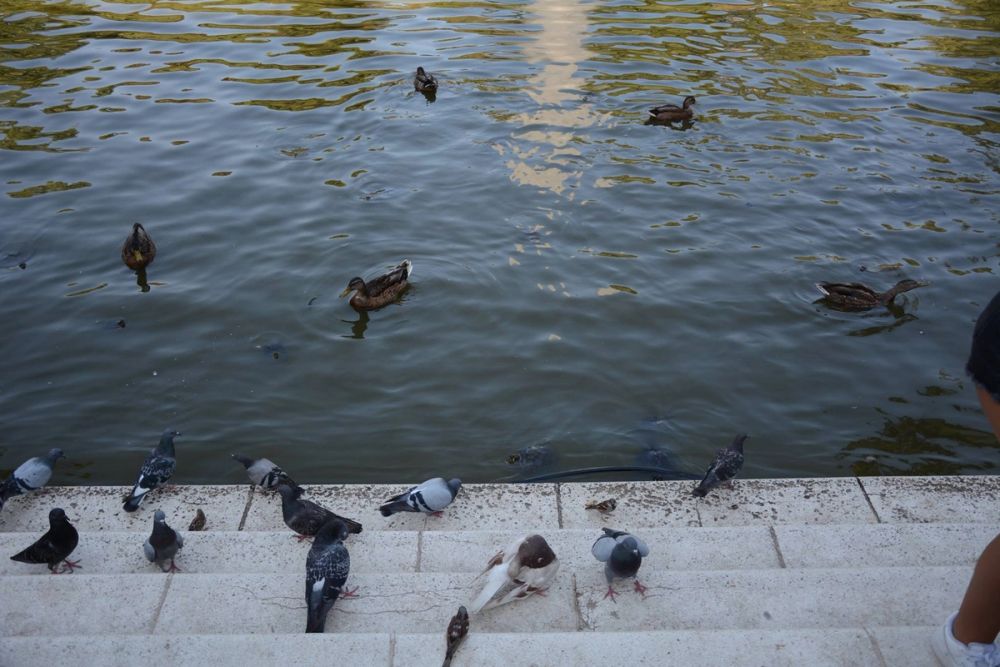 Parque del Retiro (Madrid) 18-08-2017