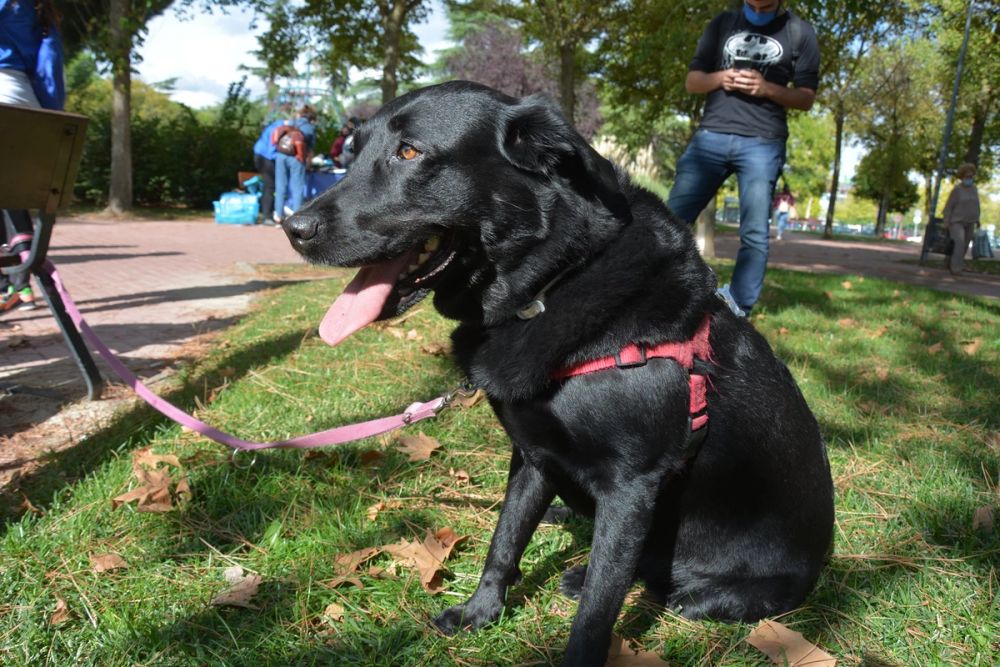 V ruta canina de Leganes 20-09-2020