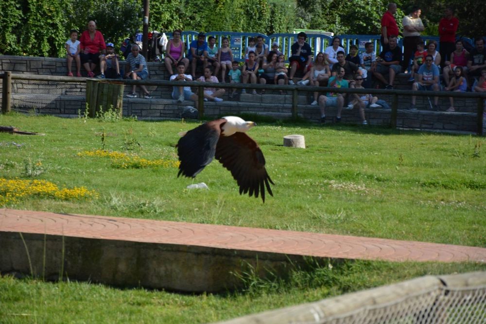 zoo 07-07-2018