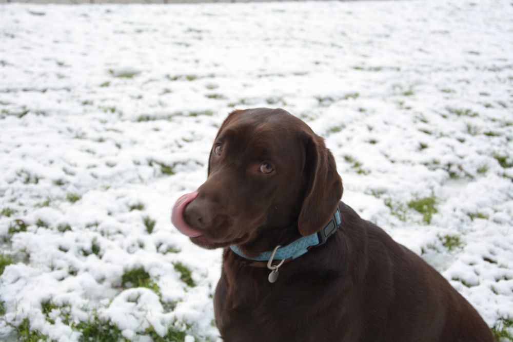 Choco