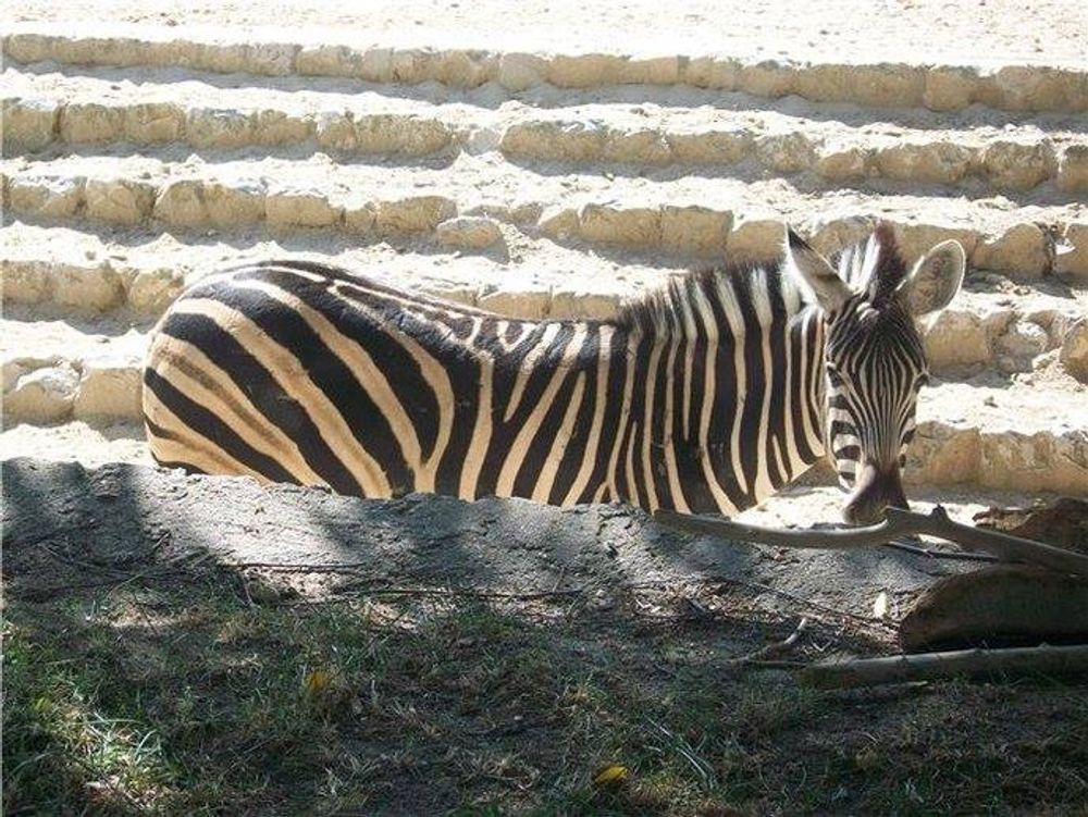 zoo 2010