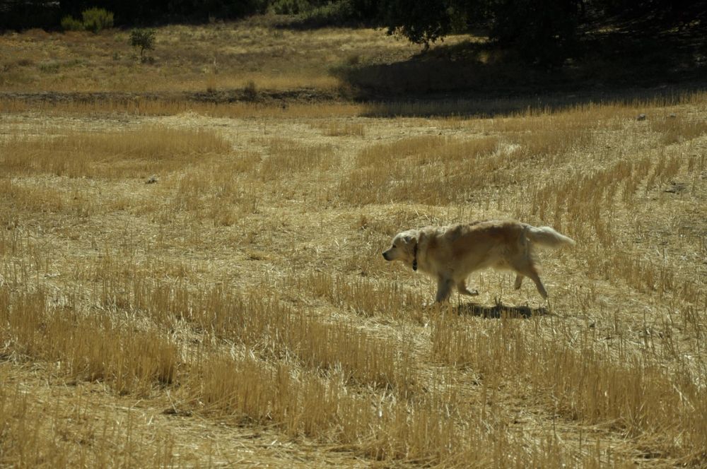 Valle de Lillo 2017