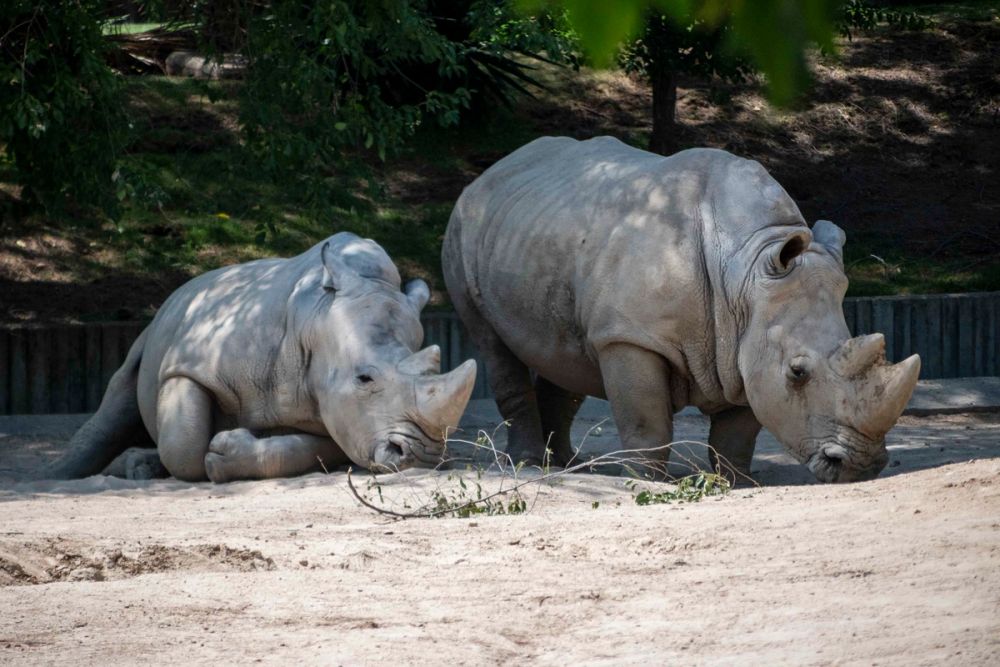 Zoo 29-07-2026