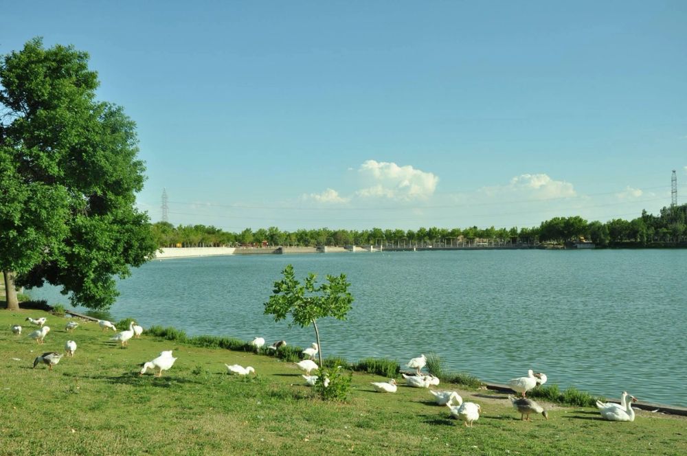 Ocas y patos en parque polvoranca (Leganes) 28-05-2015