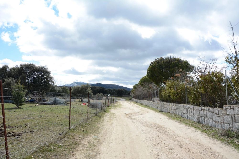 Buitrazo de Lozoya 04-03-2017