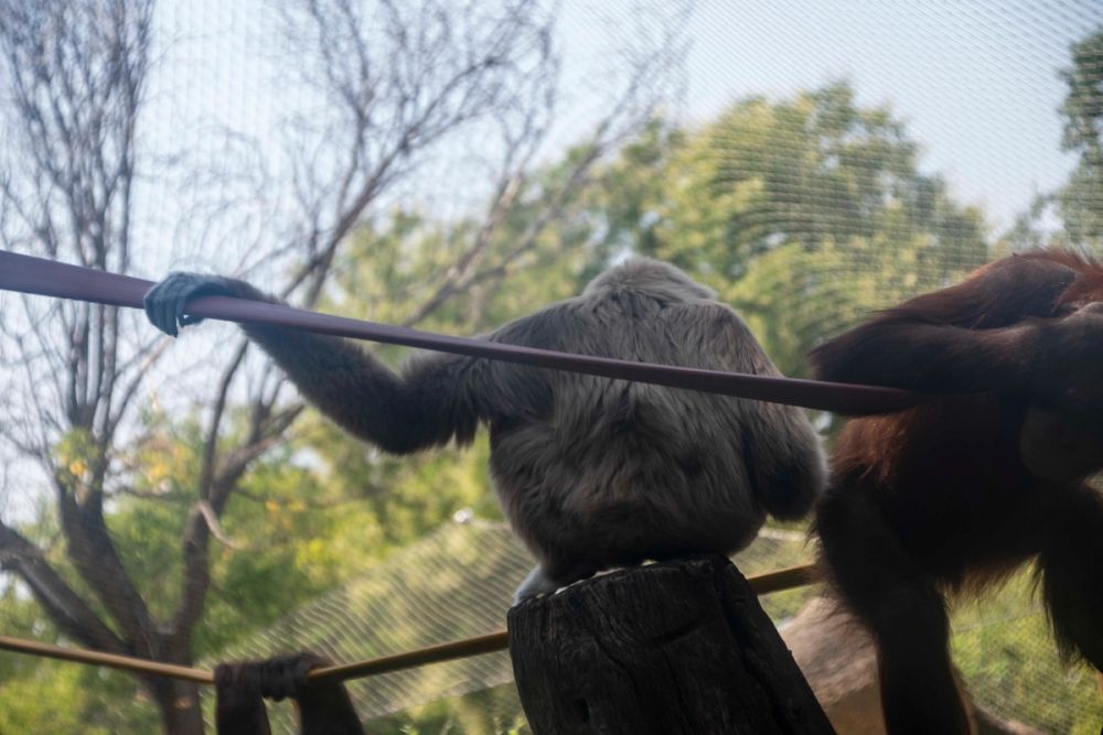 Zoo 29-07-2026