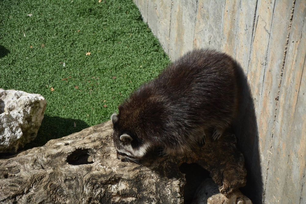 zoo 07-07-2018