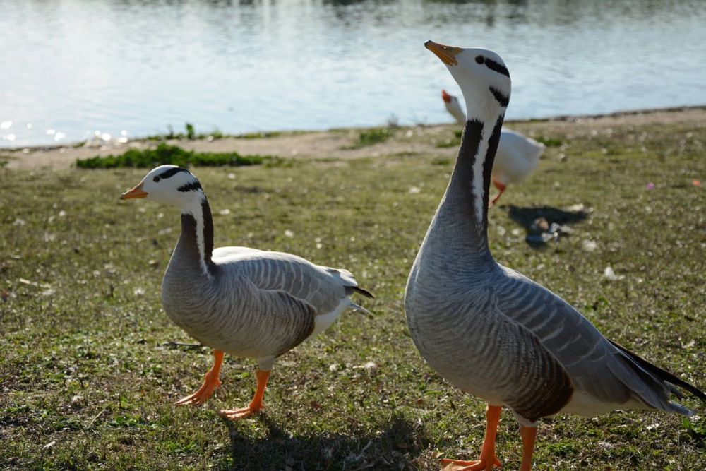Ocas, patos y carpas en parque polvoranca (Leganes) 18-03-2017