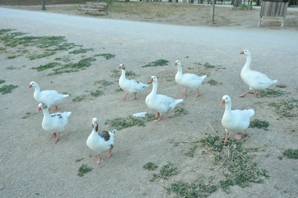 Ocas y patos en parque polvoranca (Leganes) 28-05-2015