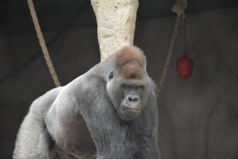 zoo 07-07-2018