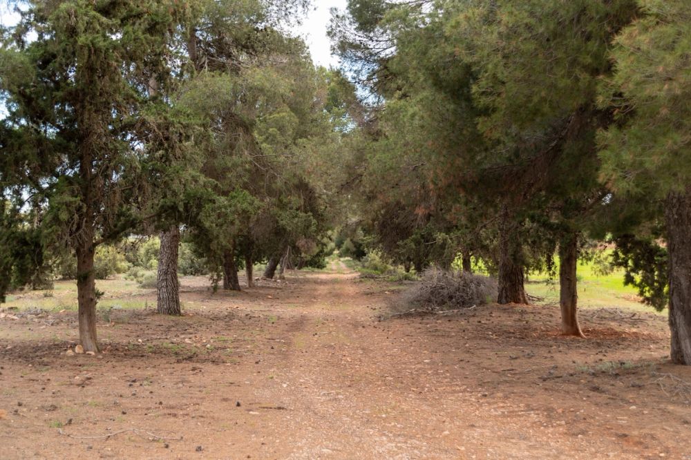 Sierra de Corral de Almaguer 03-05-2025