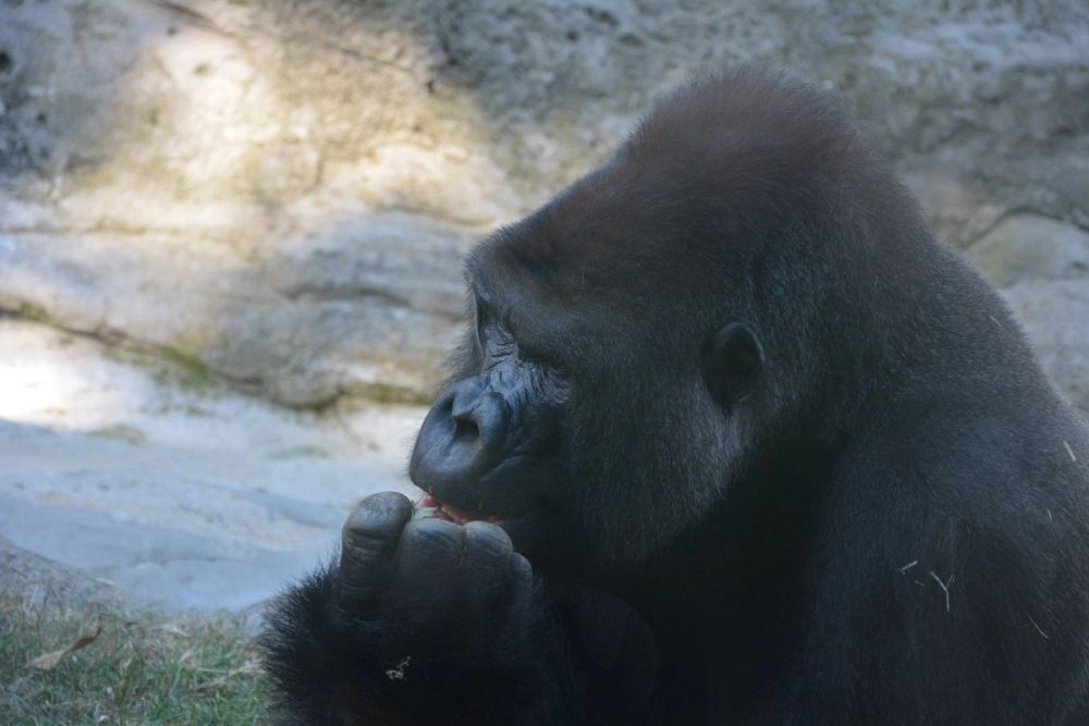 zoo 07-07-2018