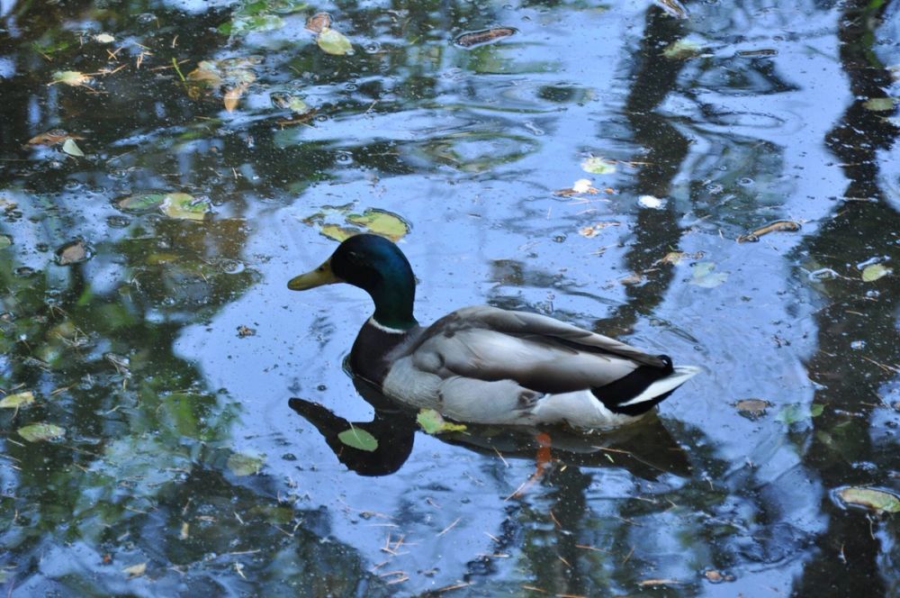 Parque del Retiro (Madrid) 30-05-2015