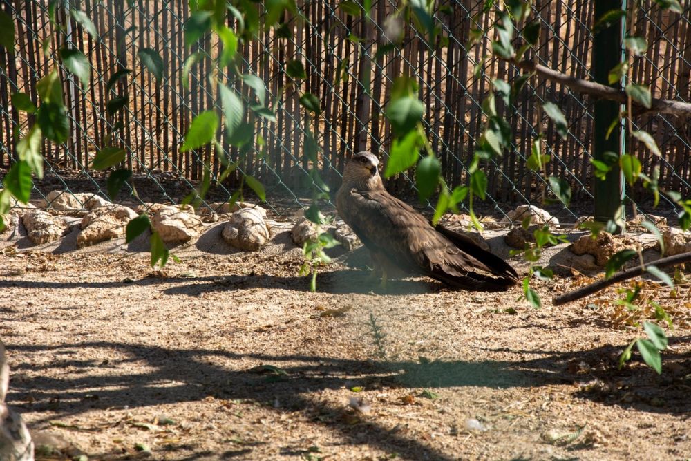Zoo de Lillo 03-09-2022
