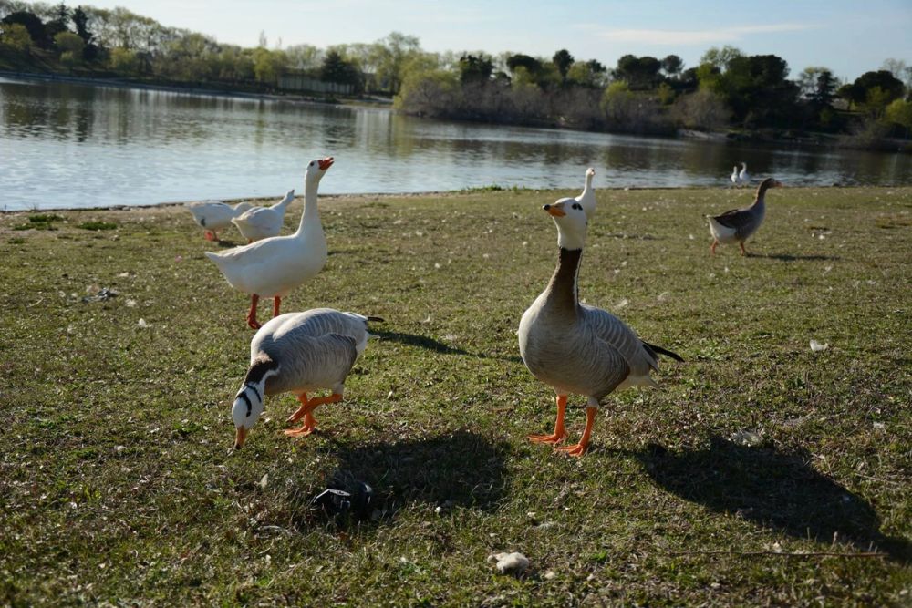 Ocas, patos y carpas en parque polvoranca (Leganes) 18-03-2017