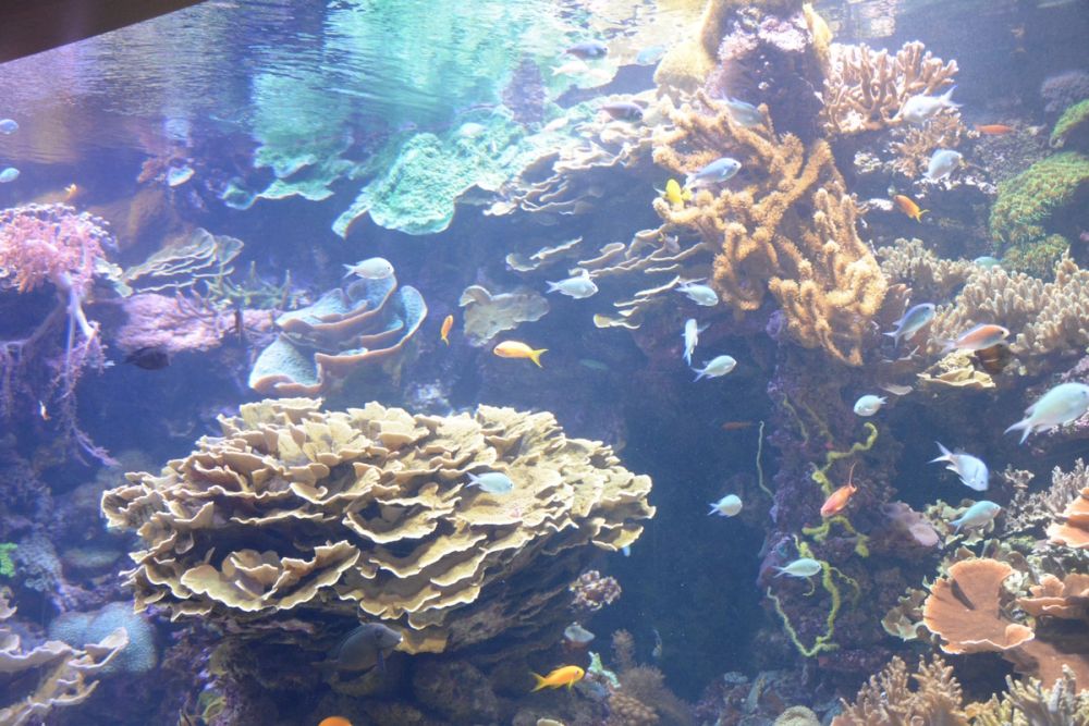 Oceanografic 2022