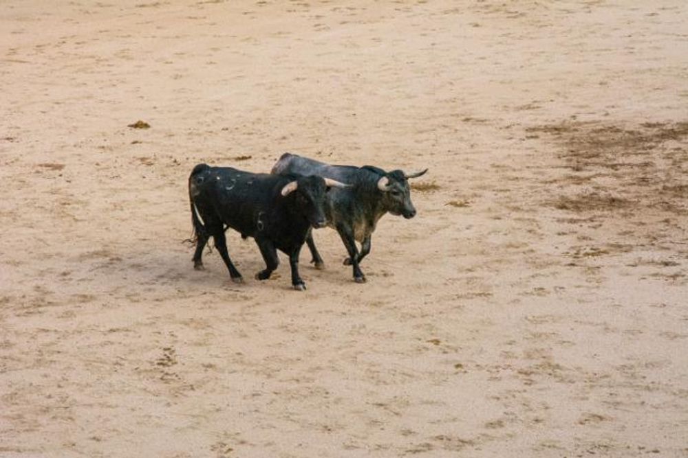 Toros en Colmenar Viejo 22-08-2019