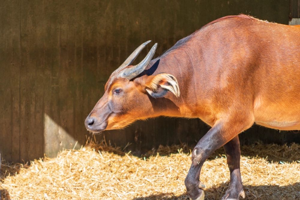 Zoo 17-08-2024