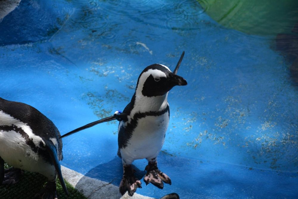 zoo 07-07-2018