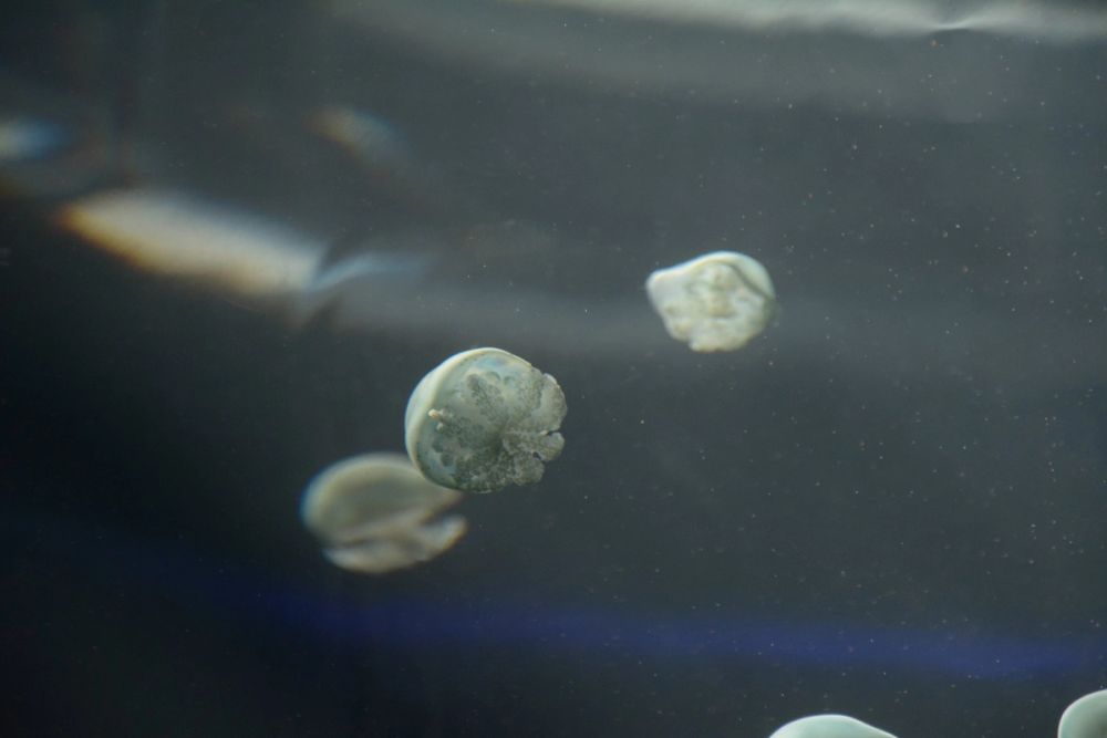 Oceanografic 2022