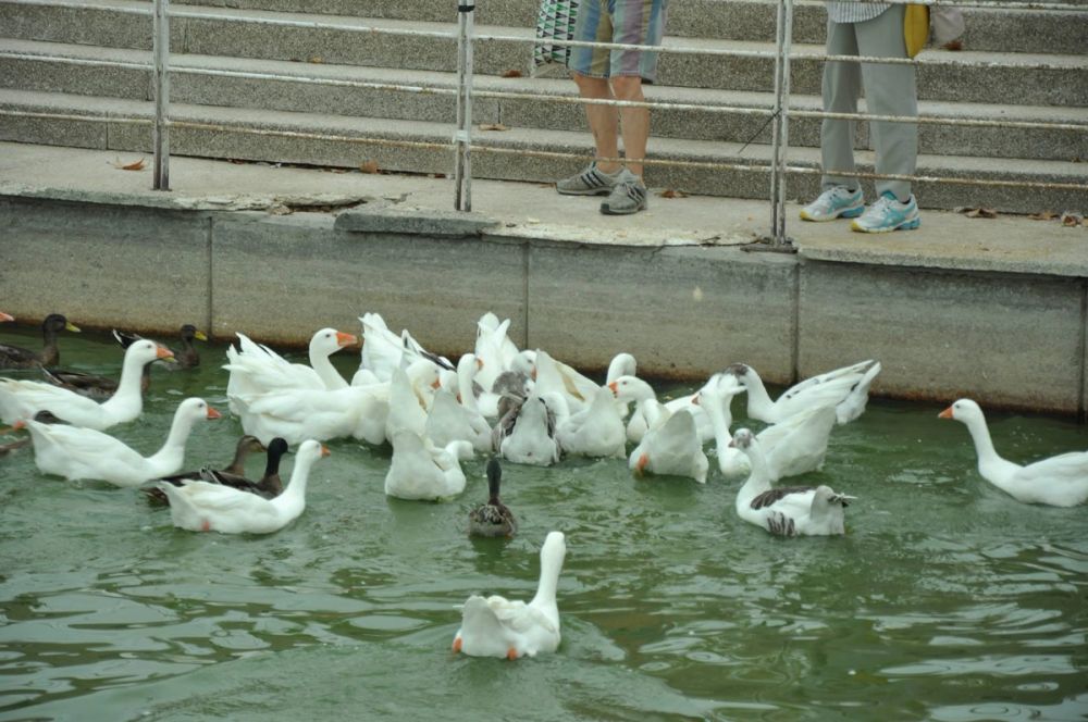 Ocas y patos en parque polvoranca (Leganes) 30-08-2014